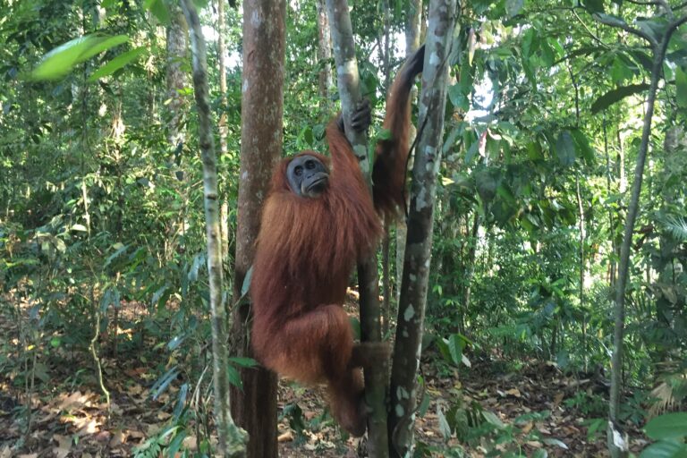 Explorando la jungla en Bukit Lawang